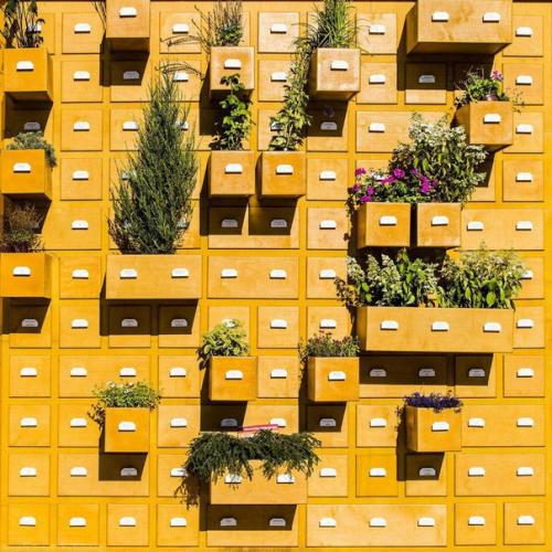 10 растений для идеального микроклимата в доме. 
