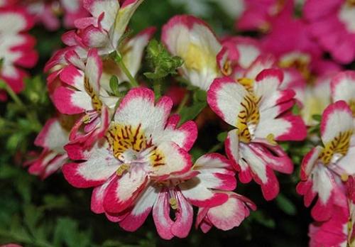 Комнатный схизантус?  Среди комнатных растений не так уж много подлинных однолетников. 01