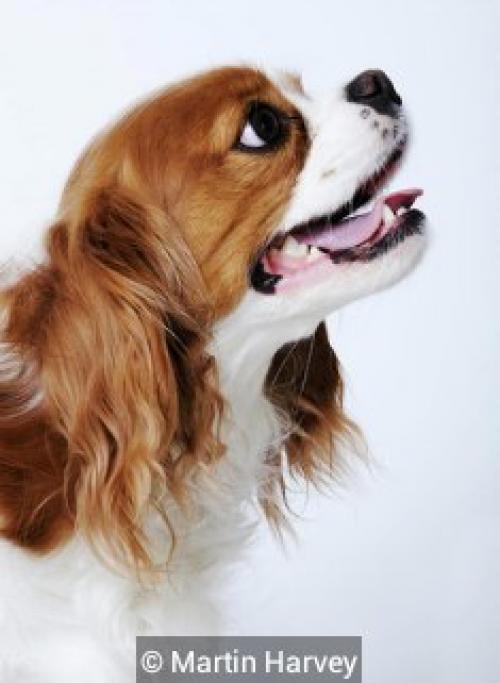 История породы насчитывает много веков. 02