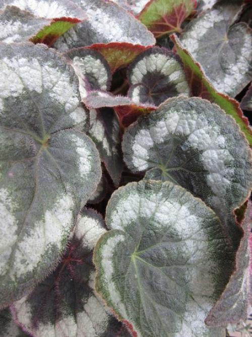 Роскошь узоров лиственных бегоний? 05