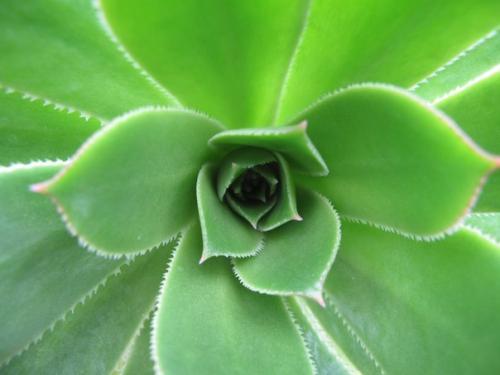 Вечные эониумы и их непростой характер? 03