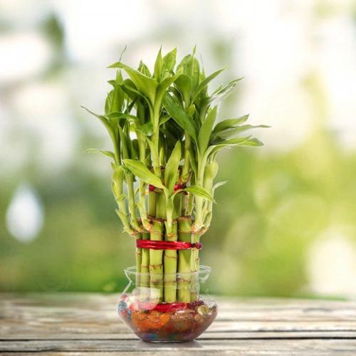 Драцена сандера, или Бамбук Счастья? 03