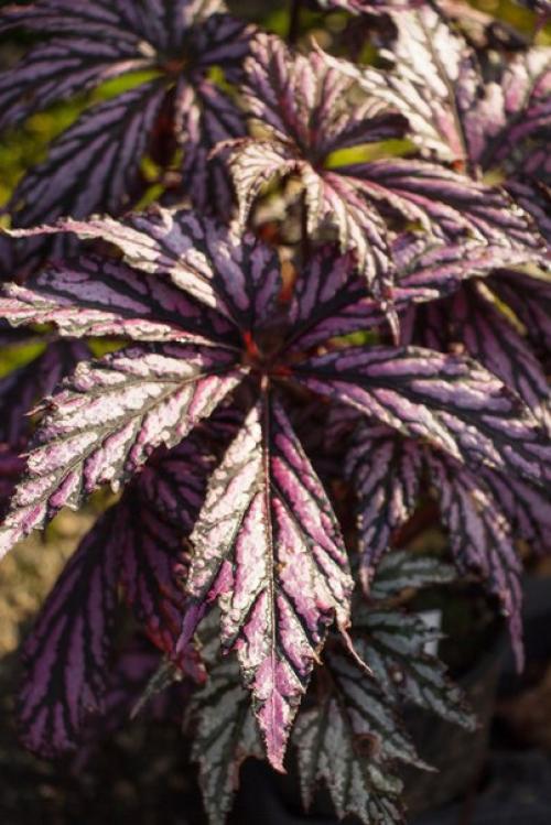 Роскошь узоров лиственных бегоний? 03