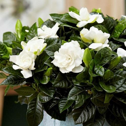 Редкие, но очень красивые комнатные растения. 01