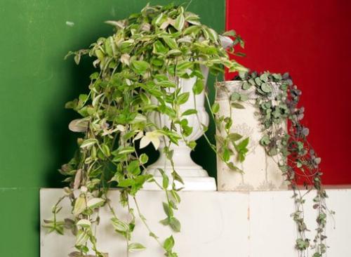 15 растений специально для лентяев. 07