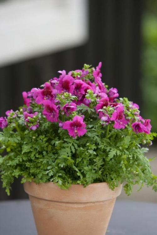 Комнатный схизантус?  Среди комнатных растений не так уж много подлинных однолетников. 05