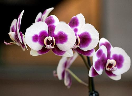 15 растений специально для лентяев. 05