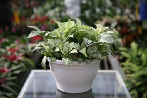 Сетчатая скромница фиттония? 03