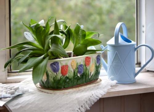 15 растений специально для лентяев. 01