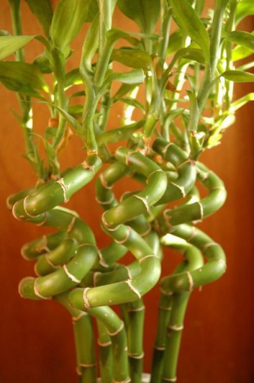 Драцена сандера, или Бамбук Счастья? 04