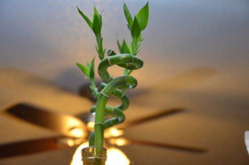Драцена сандера, или Бамбук Счастья? 02