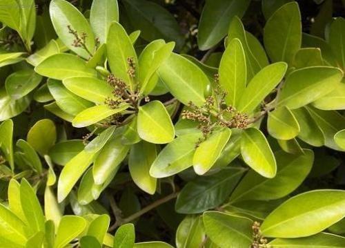 Коринокарпус - новозеландский лавр? 03