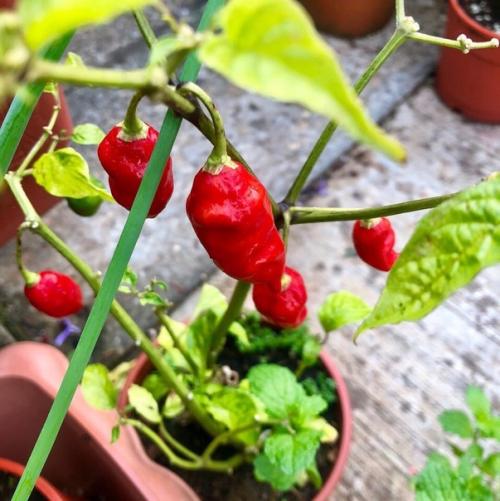 Комнатный острый перец: сорта и особенности выращивания. 06