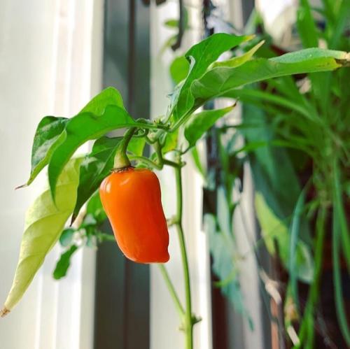 Комнатный острый перец: сорта и особенности выращивания. 01