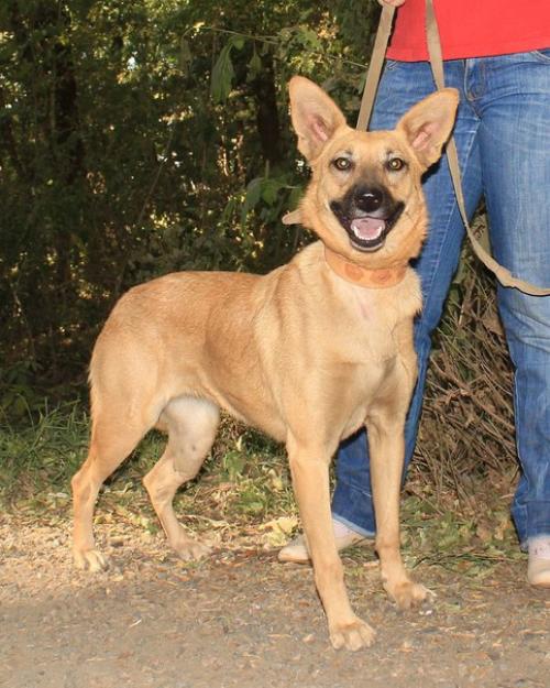 Ставрополь. Животные в приюте!