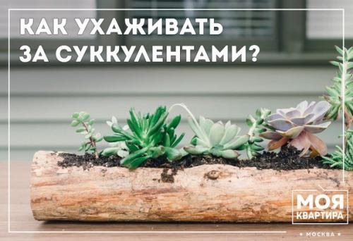 Как ухаживать за суккулентами?