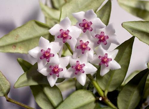 15 растений специально для лентяев. 09