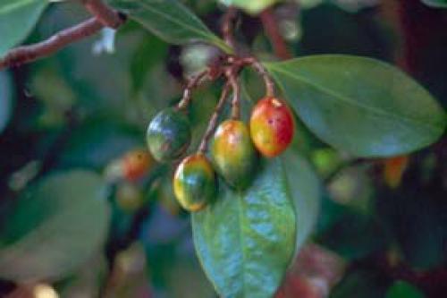 Коринокарпус - новозеландский лавр? 02