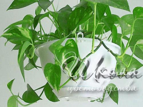 Причуды вьющихся декоративных растений. Причуды вьющихся декоративных растений.