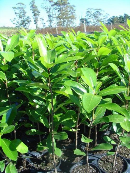 Коринокарпус - новозеландский лавр? 04