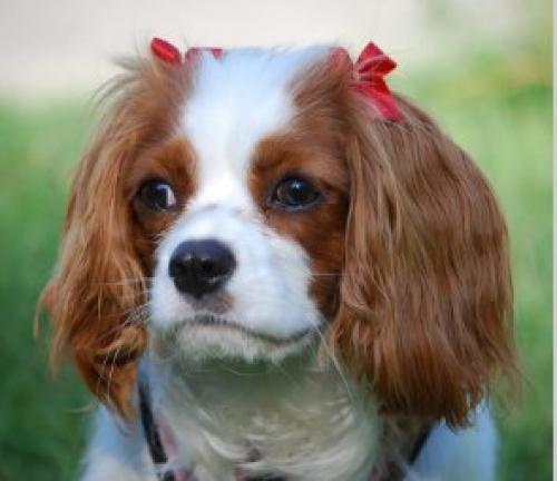 История породы насчитывает много веков. 04