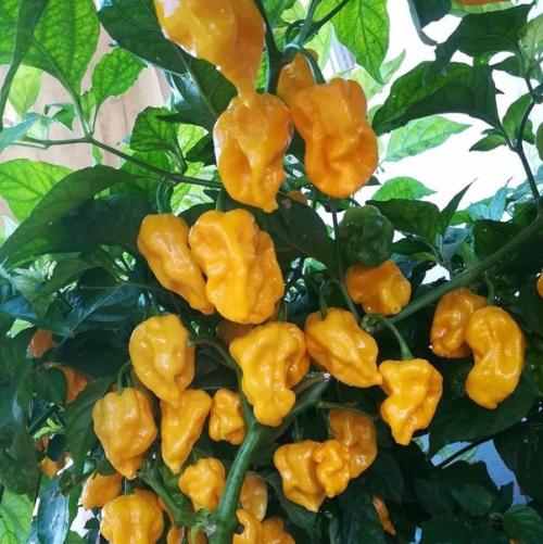 Комнатный острый перец: сорта и особенности выращивания. 08