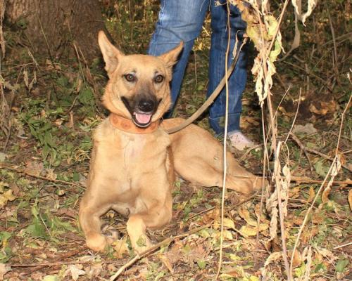 Ставрополь. Животные в приюте! 04