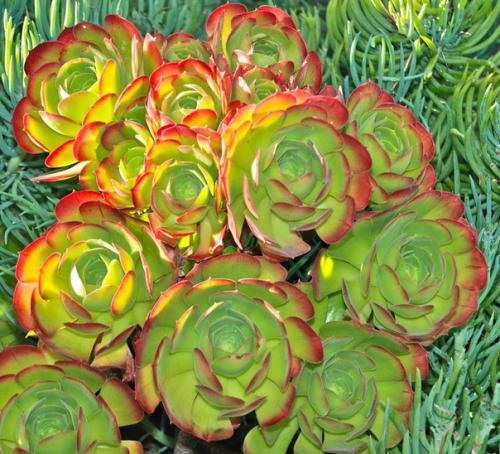 Вечные эониумы и их непростой характер? 02