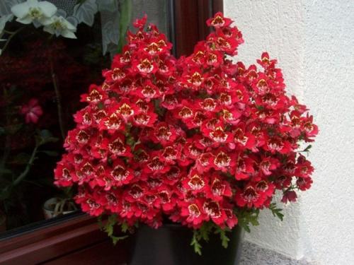 Комнатный схизантус?  Среди комнатных растений не так уж много подлинных однолетников. 03