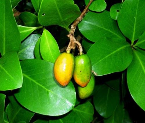 Коринокарпус - новозеландский лавр? 08