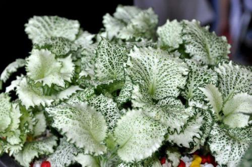 Сетчатая скромница фиттония? 05