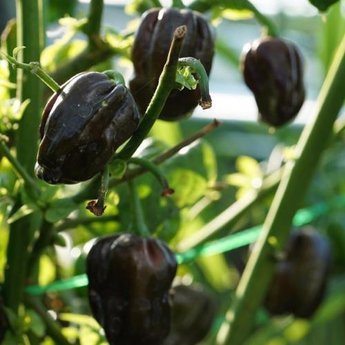 Комнатный острый перец: сорта и особенности выращивания. 02