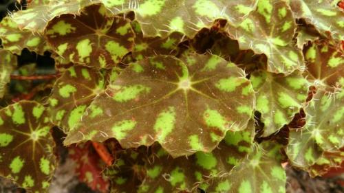 Роскошь узоров лиственных бегоний? 09