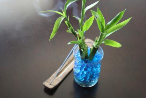 Драцена сандера, или Бамбук Счастья? 01