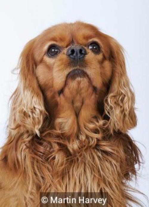 История породы насчитывает много веков. 01