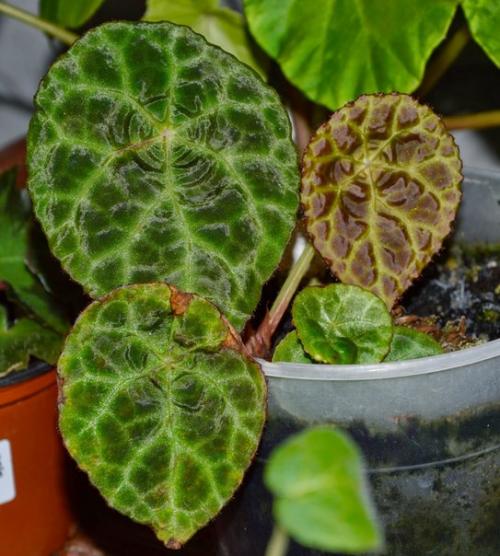 Роскошь узоров лиственных бегоний? 07