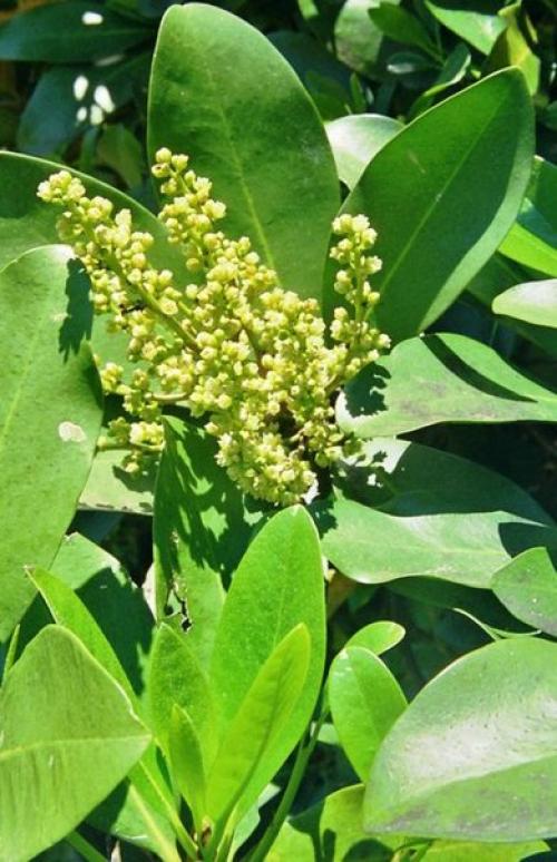 Коринокарпус - новозеландский лавр? 01