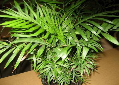 Подальше от окна - теневыносливые растения? 03 Подальше от окна - теневыносливые растения? 03