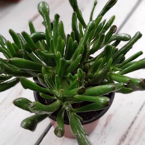 Не получается вырастить комнатные растения? 02