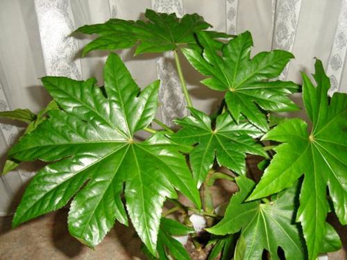 Подальше от окна - теневыносливые растения? 

