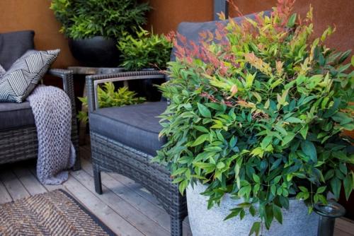 Нандина - комнатный кустарник с характером. 03