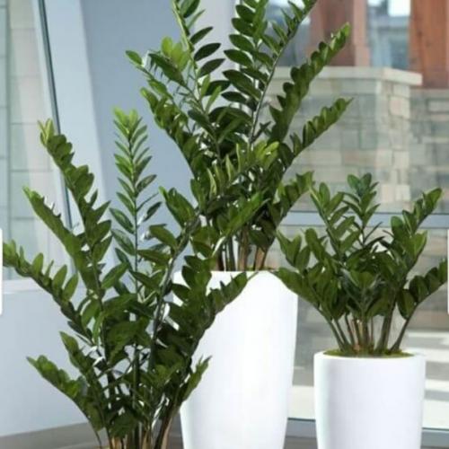 Не получается вырастить комнатные растения? 04