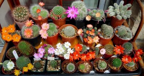 Почему кактус не цветет? 03