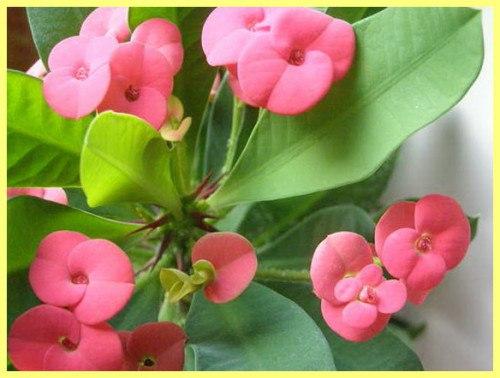 Комнатные растения фото и название. 09