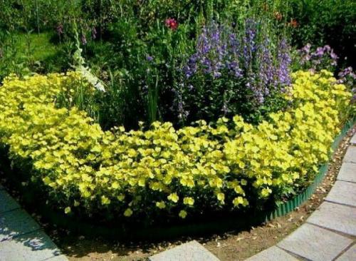 15 однолетников, цветущих всё лето. 03