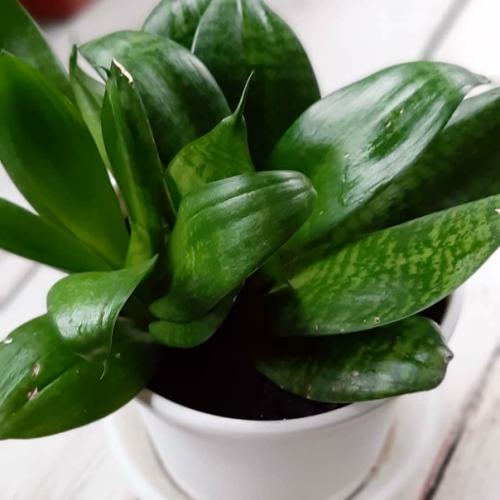 Не получается вырастить комнатные растения? 03