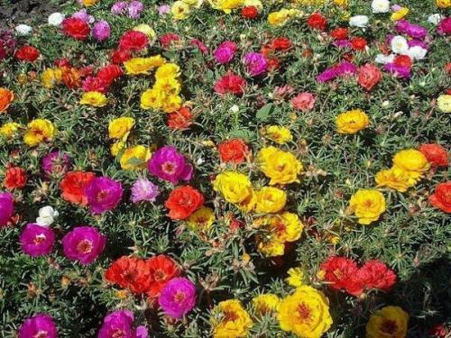 15 однолетников, цветущих всё лето. 02