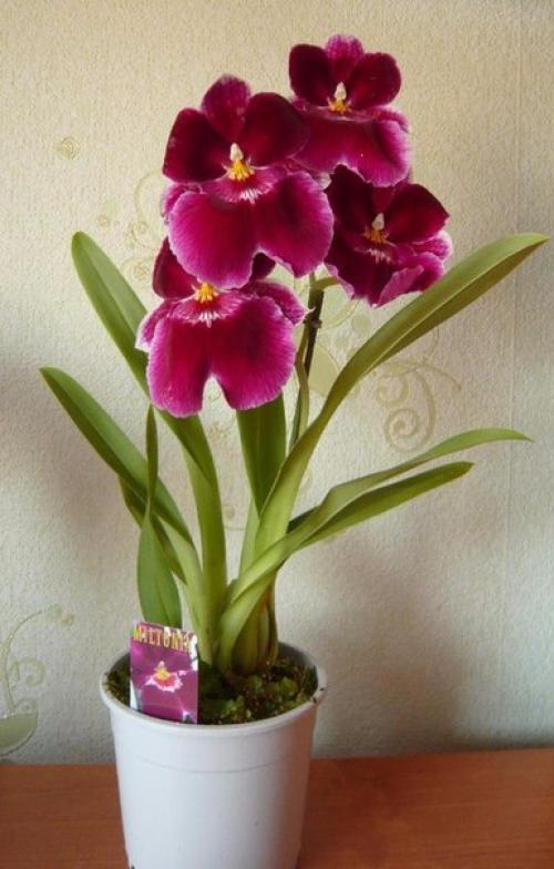 Мильтония - латиноамериканский карнавал у вас дома? 06