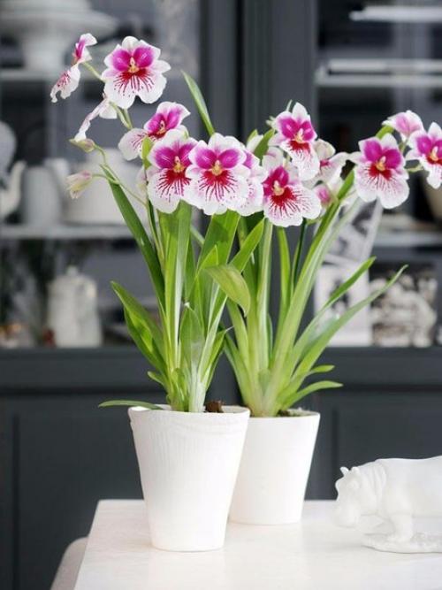 Мильтония - латиноамериканский карнавал у вас дома? 04