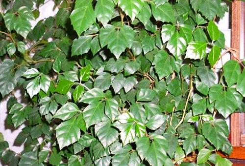 Подальше от окна - теневыносливые растения? 04 Подальше от окна - теневыносливые растения? 04